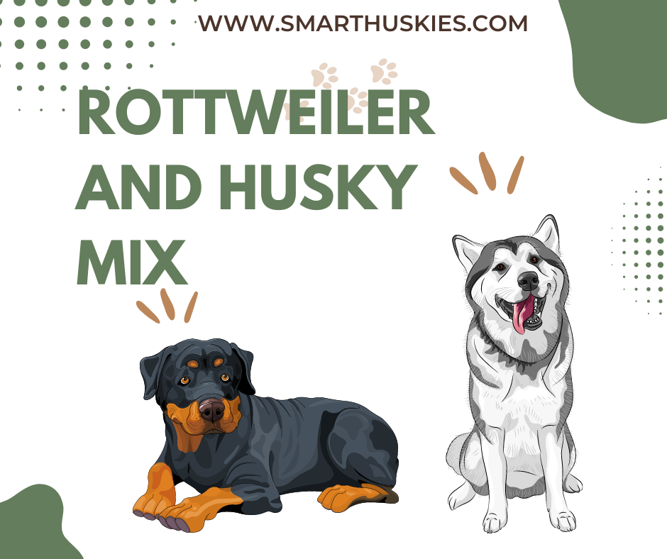 Rottweiler and Husky Mix