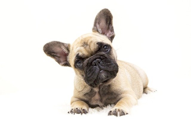 Similarities of French Bulldog and Pugs