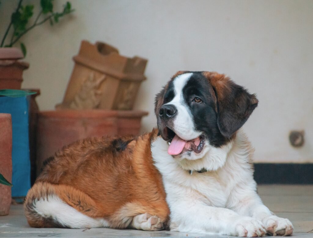 Saint bernard price in India