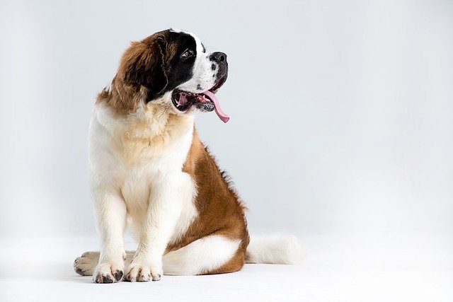 St Bernard- A high-maintenance Dog