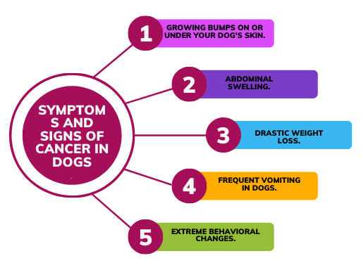 Symptoms And Signs Of Cancer In Dogs