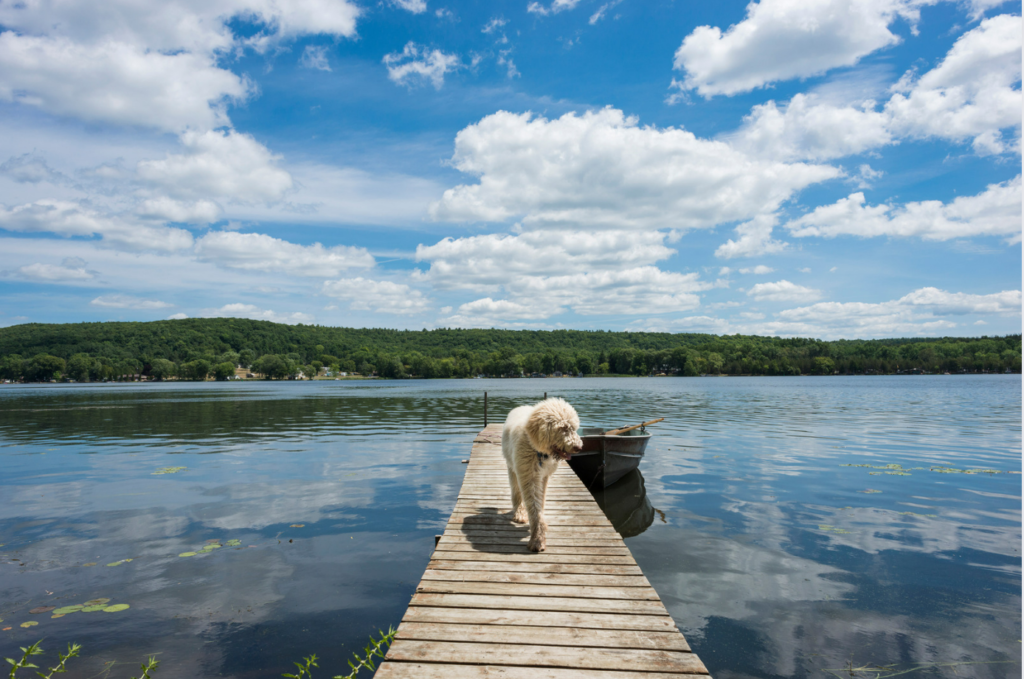 Dock Ramp for Dogs