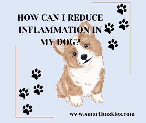 How can I reduce Inflammation in my dog?