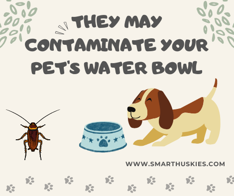 They May Contaminate Your Pet's Water Bowl