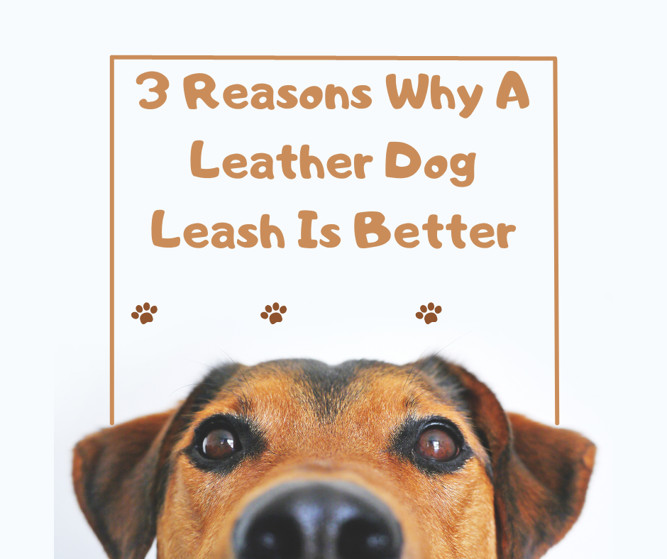 3 Reasons Why A Leather Dog Leash Is Better