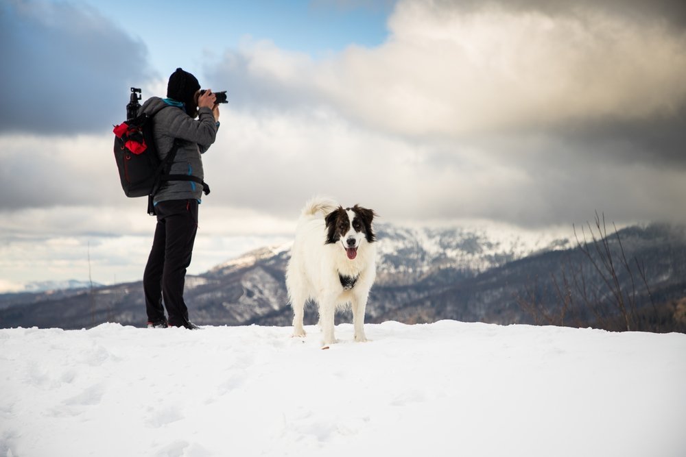 7 Fun Winter Activities to Do with Your Dog