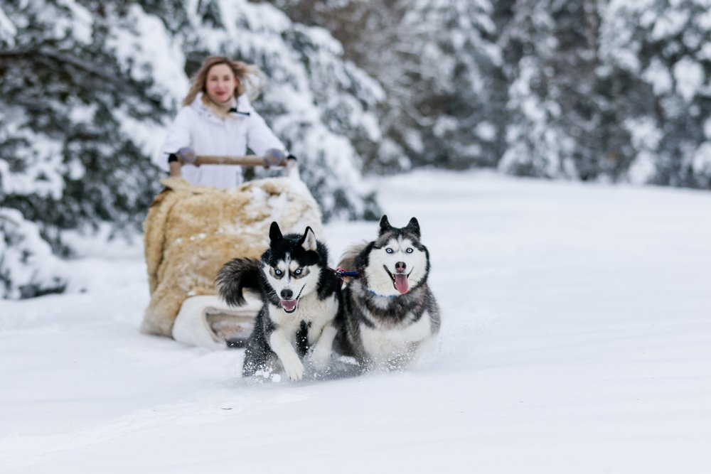 7 Fun Winter Activities to Do with Your Dog