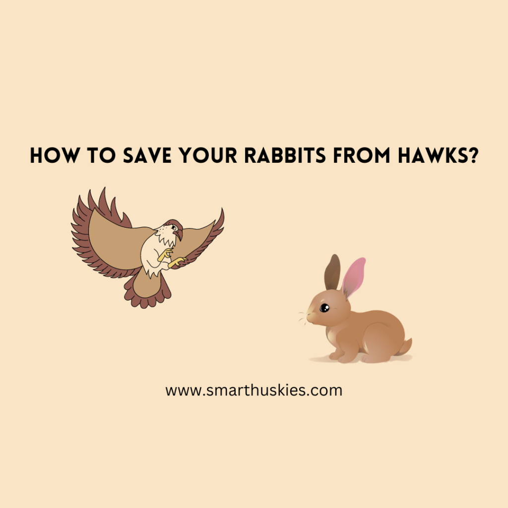 How to Save Your Rabbits from Hawks?