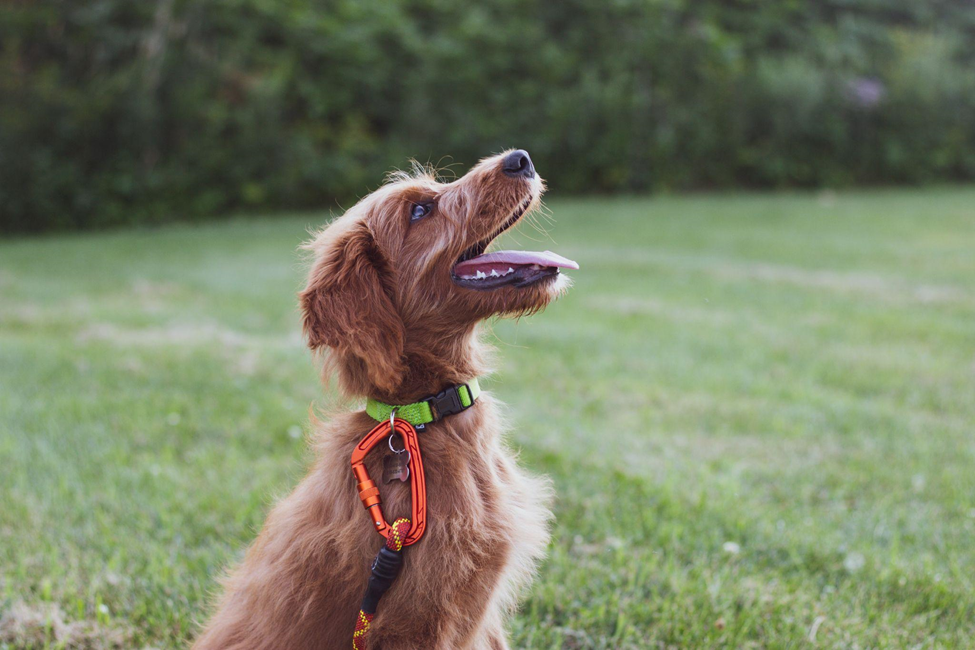 Dog Parenting Styles: What They Mean for Your Dog’s Development