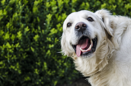 The Top 10 Reasons Why White Retrievers Make the Perfect Family Pet
