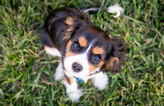 A New Puppy Parent: 10 Helpful Insights for 1st Time Dog Owners