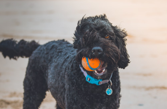 5 Unbreakable Dog Products Worth Seeing