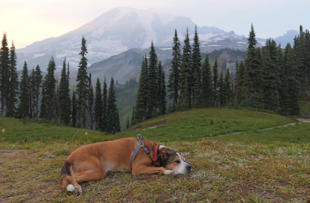 Getting Rid of Grass Stains on Dog Fur