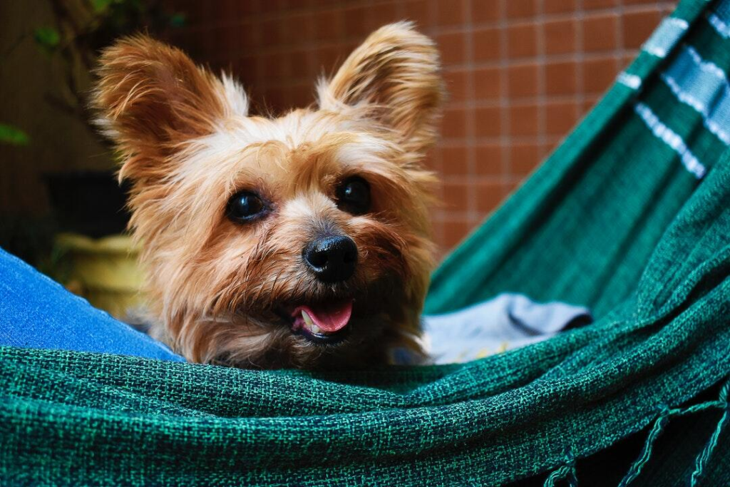 Understanding Pet Health Risks and How to Respond Effectively